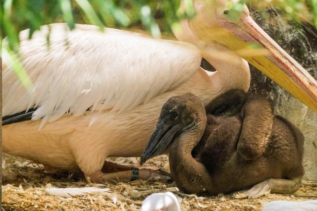 Etwa drei Wochen nach der Geburt hat das Küken einen bräunlichen Flaum. Etwa drei Wochen nach der Geburt hat das Küken einen bräunlichen Flaum.