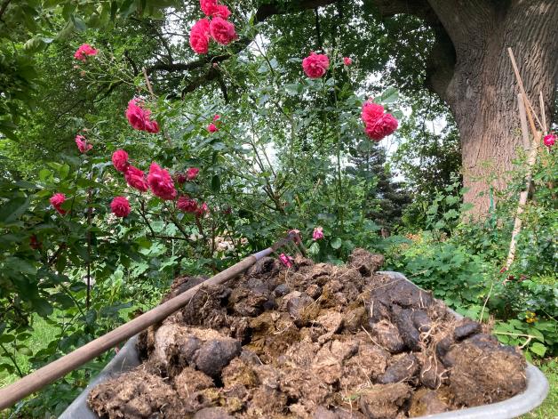 Der Garten im Sommer Rosen richtig schneiden und düngen im Juli NOZ