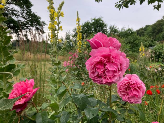 Der Garten im Sommer Rosen richtig schneiden und düngen im Juli NOZ