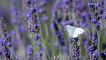 Lavendel ist bekannt für seinen schönen Duft. Foto: Ayal Margolin/JINI/Xinhua/dpa