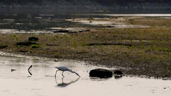 Ein Reiher sucht Fressen am Fluss Po. Der größte Fluss Italiens verwandelt sich aufgrund des ausbleibenden Regens in eine lange Sandfläche. Foto: Luca Bruno/AP/dpa