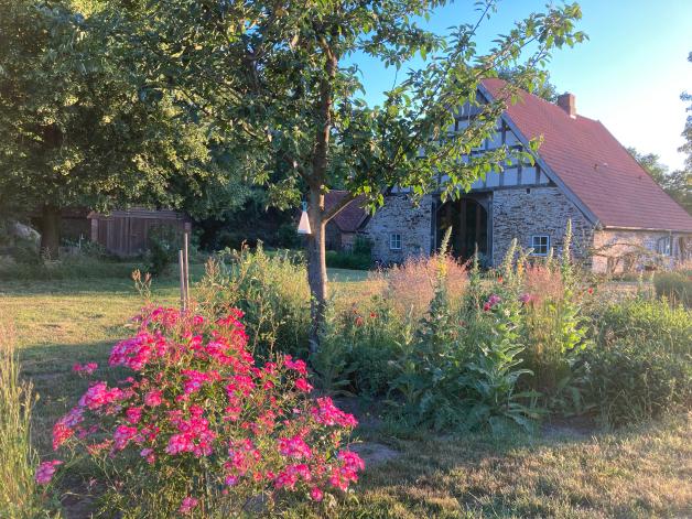 Der Garten im Sommer Rosen richtig schneiden und düngen im Juli NOZ