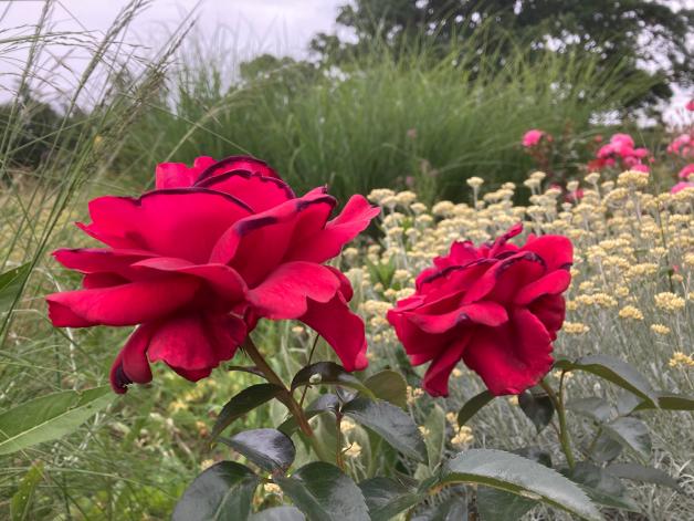 Der Garten im Sommer Rosen richtig schneiden und düngen im Juli NOZ