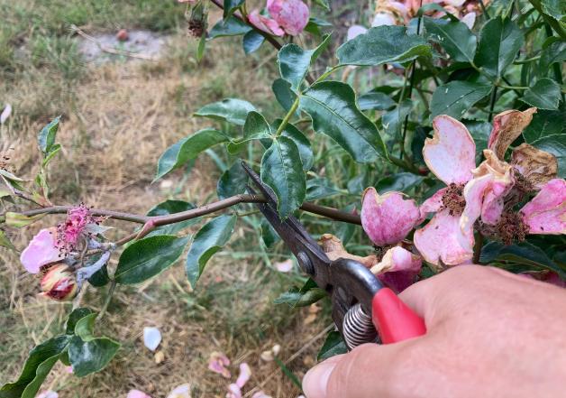 Der Garten im Sommer Rosen richtig schneiden und düngen im Juli NOZ