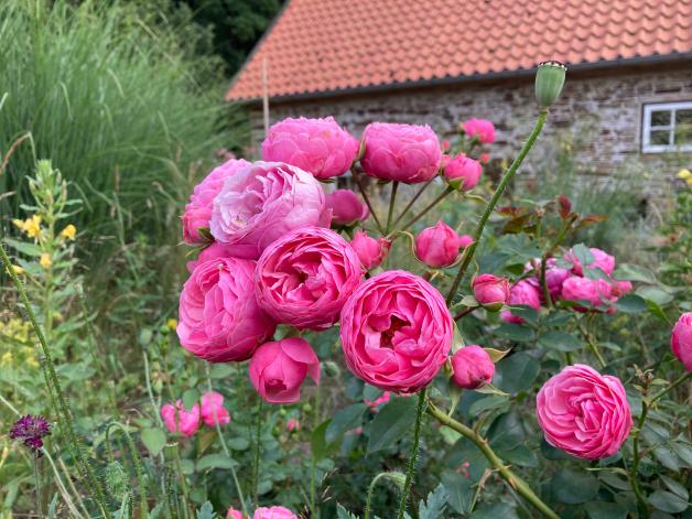 Der Garten im Sommer Rosen richtig schneiden und düngen im Juli NOZ