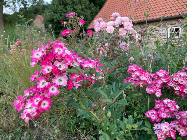 Der Garten im Sommer Rosen richtig schneiden und düngen im Juli NOZ