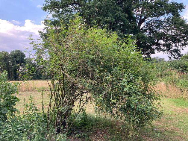 Der Garten im Sommer Rosen richtig schneiden und düngen im Juli NOZ