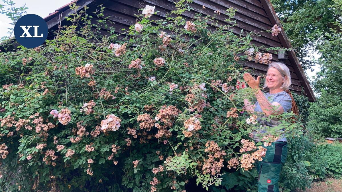 51+ Rosen Im Juli Nochmal Düngen, Bei mehrfach blühenden