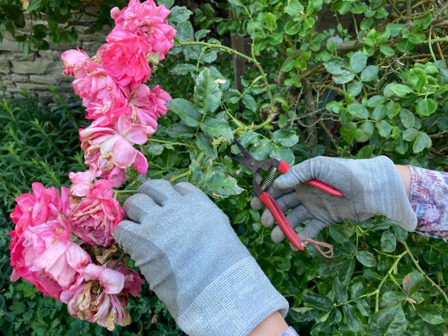 Der Garten im Sommer Rosen richtig schneiden und düngen im Juli NOZ