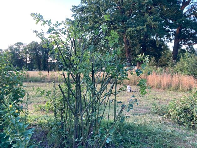 Der Garten im Sommer Rosen richtig schneiden und düngen im Juli NOZ