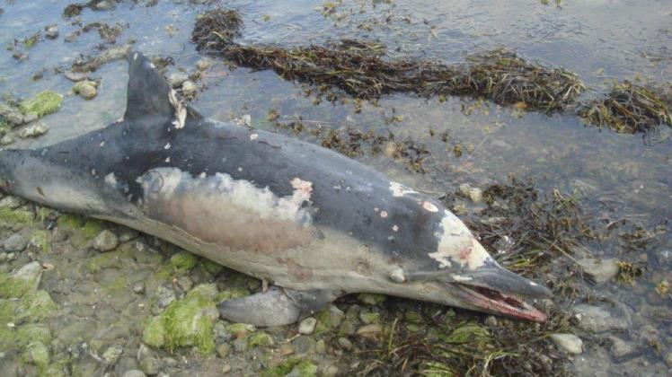 An der Spitze der Halbinsel Holnis wurde ein Delfin leblos aufgefunden. 