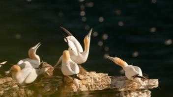 Die einzige deutsche Brutkolonie des Basstölpels auf Helgoland ist bislang offenbar verschont geblieben. In Großbritannien sterben viele der Seevögel an Vogelgrippe.