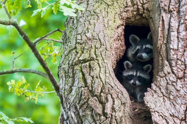 Gehören zu den unerwünschten Arten: Waschbären in Hessen. Gehören zu den unerwünschten Arten: Waschbären in Hessen.