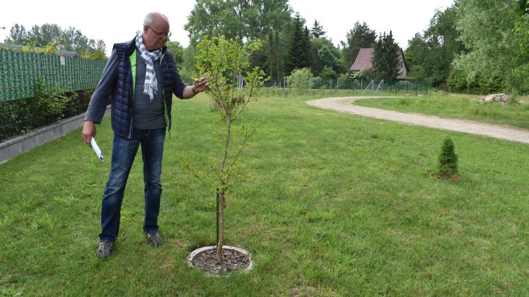 Der Neu-Friedrichsthaler Gerhard Kröger pflegt ebenso wie seine Nachbarn den Grünstreifen am Wanderweg und hat selbst Bäume gepflanzt.