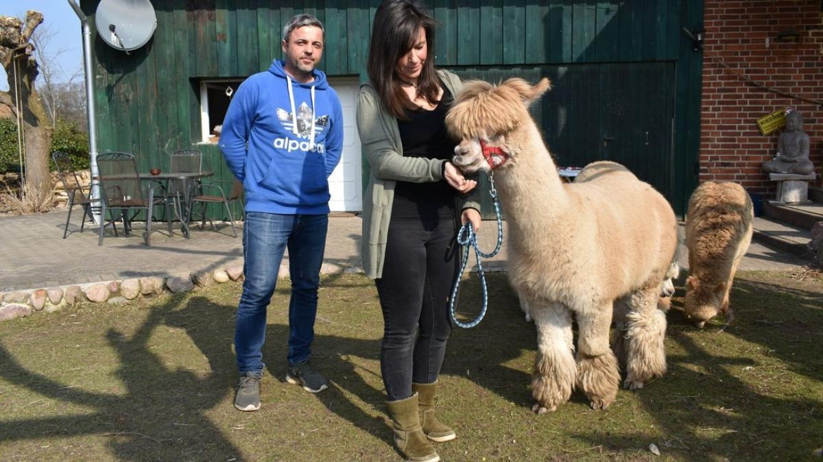 Alpaka Wanderungen an der K ste von Warnem nde SVZ