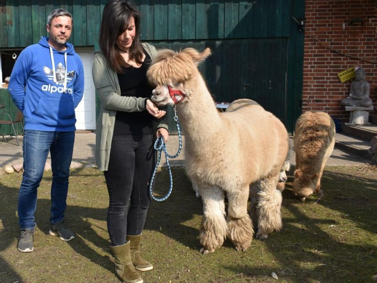 Alpaka Wanderungen an der K ste von Warnem nde SVZ