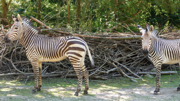Die Zebrahengste Riad und Akuma haben sich gut im Zoo Rostock eingelebt.