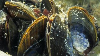 Gemeine Miesmuschel Essbare Miesmuschel Mytilus edulis mit geoeffneter Ein und Ausstroemoeffnun