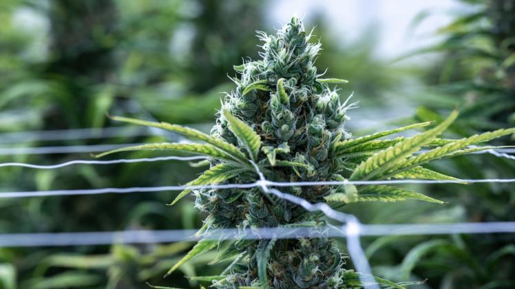 ARCHIV - Cannabis als Arzneimittel wird einer Erhebung zufolge bislang vorrangig gegen chronische Schmerzen eingesetzt. Foto: Hendrik Schmidt/dpa/Archivbild
