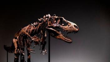 Das Skelett eines Gorgosaurus soll Ende Juli in New York versteigert werden. Es könnte fast acht Millionen Euro einbringen. Foto: Julia Nikhinson/AP/dpa