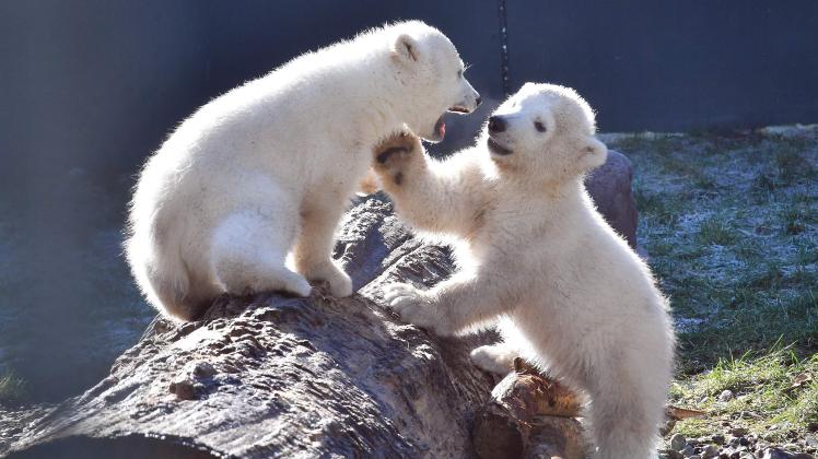 Zoo-Foto 2 Eisbärennachwuchs von Joachim Kloock.jpg