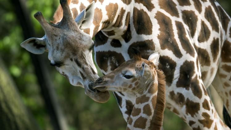 Giraffen-Nachwuchs im Tierpark Hagenbeck