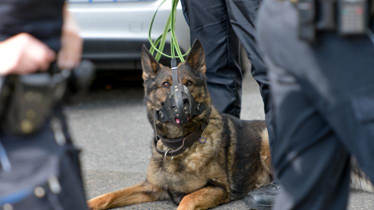 Diensthunde bei der Hamburger Polizei