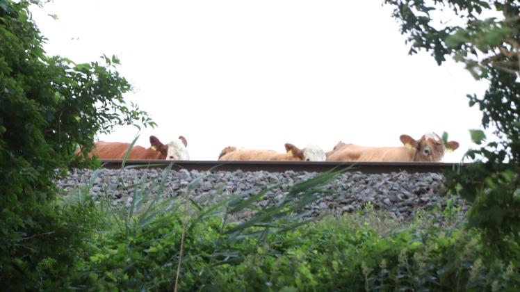 Die Flucht von fünf Kühen von einer Weide am Elbe-Lübeck-Kanal hat am Wochenende den Bahnverkehr beeinträchtigt und die Feuerwehr in Atem gehalten. Bei der Suche kam sogar eine Drohne zum Einsatz