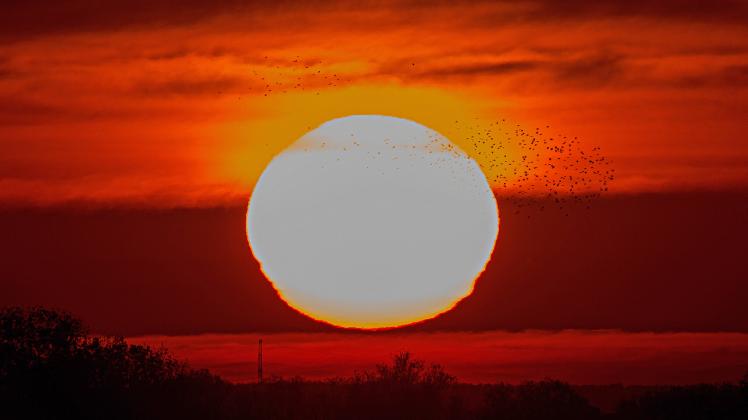 Ein Vogelschwarm fliegt vor der untergehenden Sonne am 29.10.2021 am Stausee in Straussfurt. Birds fly in front of the s