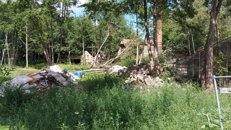 Hinter Unkraut und Gebüsch verborgen sind die Ruinen der Gebäude und Gewächshäuser der alten Gärtnerei auf der Krösnitz. Ortsbeirat und Stadt fordern eine rasche Beräumung des Areals.
