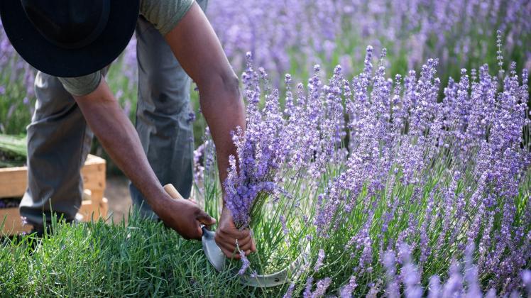 PRODUKTION - Ein Mann erntet auf einem Lavendelfeld Lavendel mit einer Sichel. Foto: Silas Stein/dpa