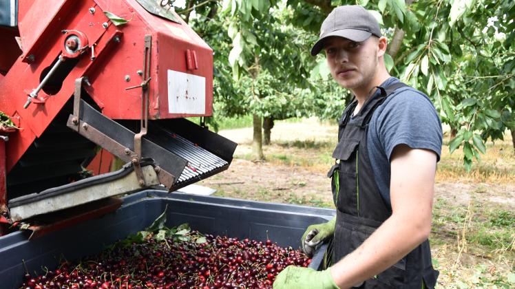 Ferienjob auf der Obstplantage: Der 17-jährige Justas packt bei der Kirschenernte mit an. 