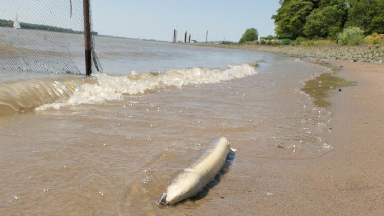 Tote Fische werden auch am Wedeler Elbstrand angeschwemmt.