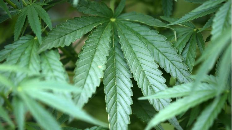 Den Angeklagten in Rostock wird vorgeworfen, unter anderem mit 272 Kilogramm Marihuana mit einem Verkaufswert von zehn Euro je Gramm gehandelt zu haben.