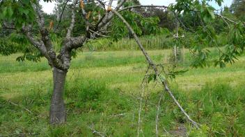 An dem Kirschbaum haben Baumfrevler Äste abgebrochen und damit großen Schaden angerichtet.