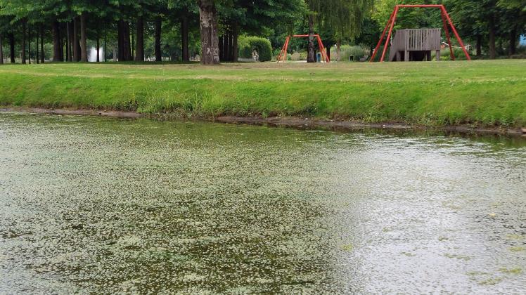 See im Stadtpark Papenburg Woher kommt der grüne Teppich? NOZ