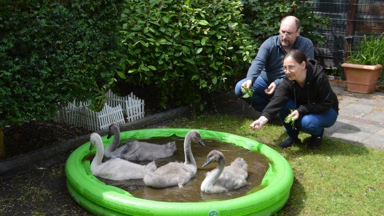 Rundumversorgung: Volker und Manuela Schulz füttern die Schwäne direkt am Pool.