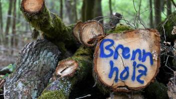 als Brennholz markierter Holzstapel im Wald, Deutschland, NRW wood pile marked as firewood in the forest, Germany, North
