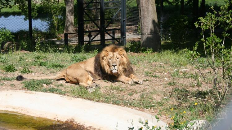 Chapur lebt mit drei Löwinnen im Schweriner Zoo.