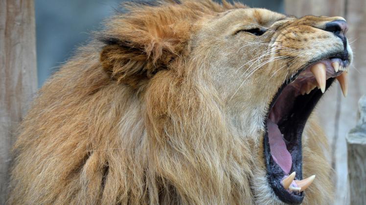 July 7, 2022, Olomouc, Czech Republic: Barbary Lion called Thembi yawning and resting in enclosure at the city zoo in Ol