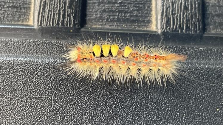 Ein kleines lustiges Tierchen ist die Raupe des Schlehen-Bürstenspinners. 