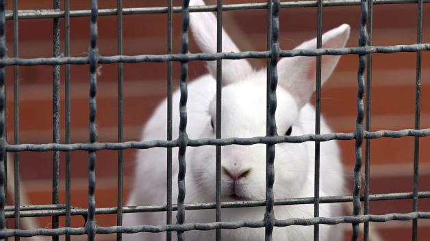 Viele Kaninchen landen derzeit im Tierheim, weil die Besitzer lieber verreisen, statt sich um ihre Haustiere zu kümmern. 