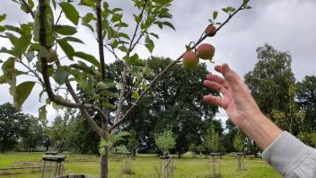 Pflücken erlaubt. Auf verschiedenen Wiesen in und um Lingen dürfen die reifen Äpfel kostenlos geerntet werden – wie hier auf der Obstbaumwiese im Emsauenpark.