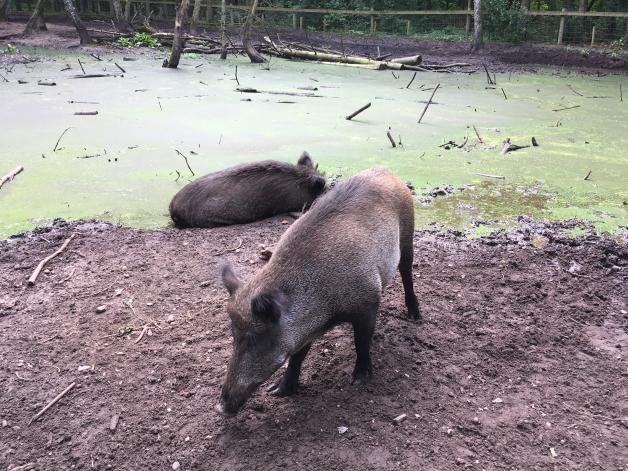 Fühlen sich „sau“-wohl: Die Wildscheine im Wildpark Eekholt. Fühlen sich „sau“-wohl: Die Wildscheine im Wildpark Eekholt.