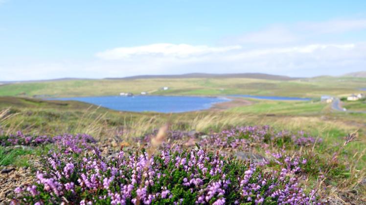 ARCHIV - Die Heideblüte im August lässt Shetland an vielen Stellen lieblich wirken. Foto: Dörte Nohrden/dpa-tmn