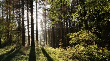 Die Sonne scheint in einem Wald zwischen Bäumen hindurch. Foto: Matthias Bein/dpa-Zentralbild/ZB/Symbolbild