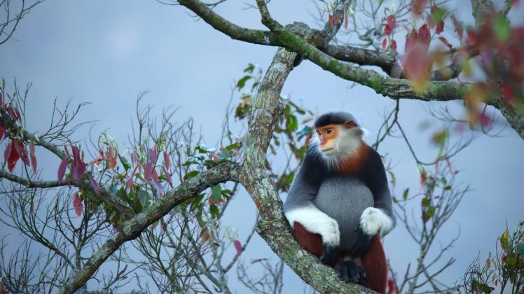 Nur selten sind die Affen so gut zu sehen. Foto: -/InterContinental Danang Sun Peninsula Resort/dpa