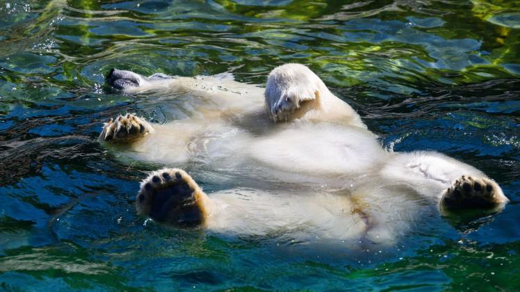 dpatopbilder - Ein Eisbär schwimmt im Zoo Hannover in einem Wasserbecken. Foto: Julian Stratenschulte/dpa