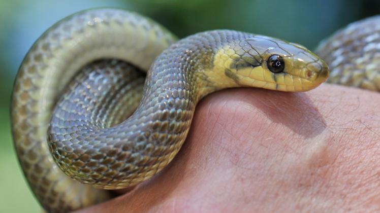 Äskulapnatter ist Deutschlands seltenste Schlange