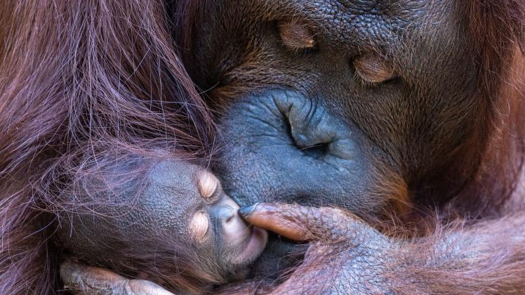 Nachwuchs bei Orang-Utan im Zoo